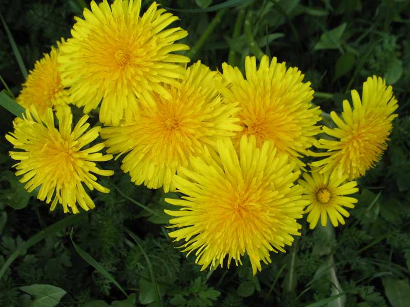 weeds broadleaf flowers perennial dandelion lawns garden cluster demonstrating beauty herbs gardening